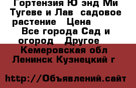 Гортензия Ю энд Ми Тугеве и Лав, садовое растение › Цена ­ 550 - Все города Сад и огород » Другое   . Кемеровская обл.,Ленинск-Кузнецкий г.